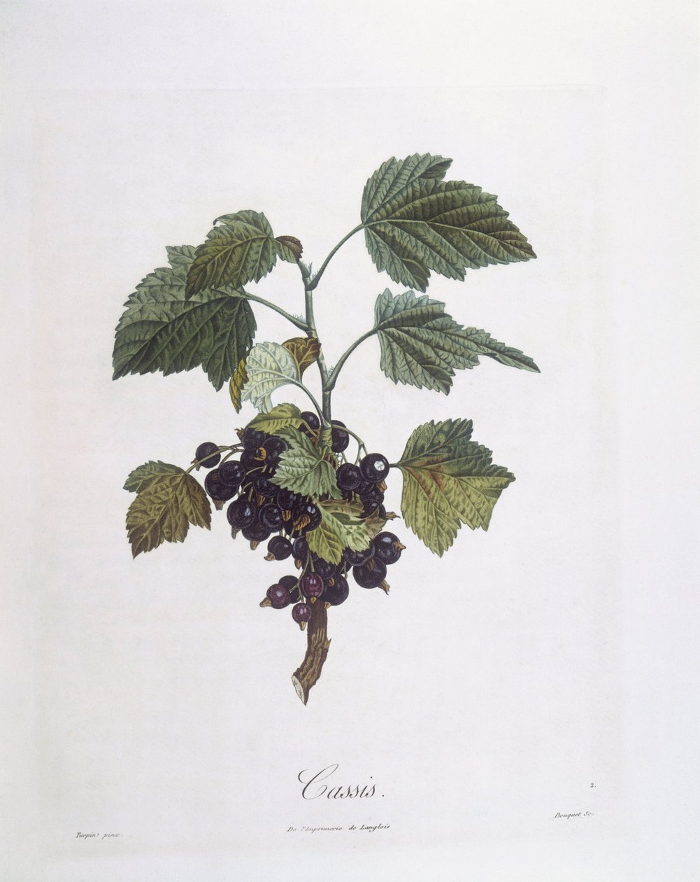 Zwarte bes (Ribes nigrum) of cassis Noir de Bourgogne, botanische plaat door Pierre Jean Francois Turpin door Pierre Jean Francois Turpin