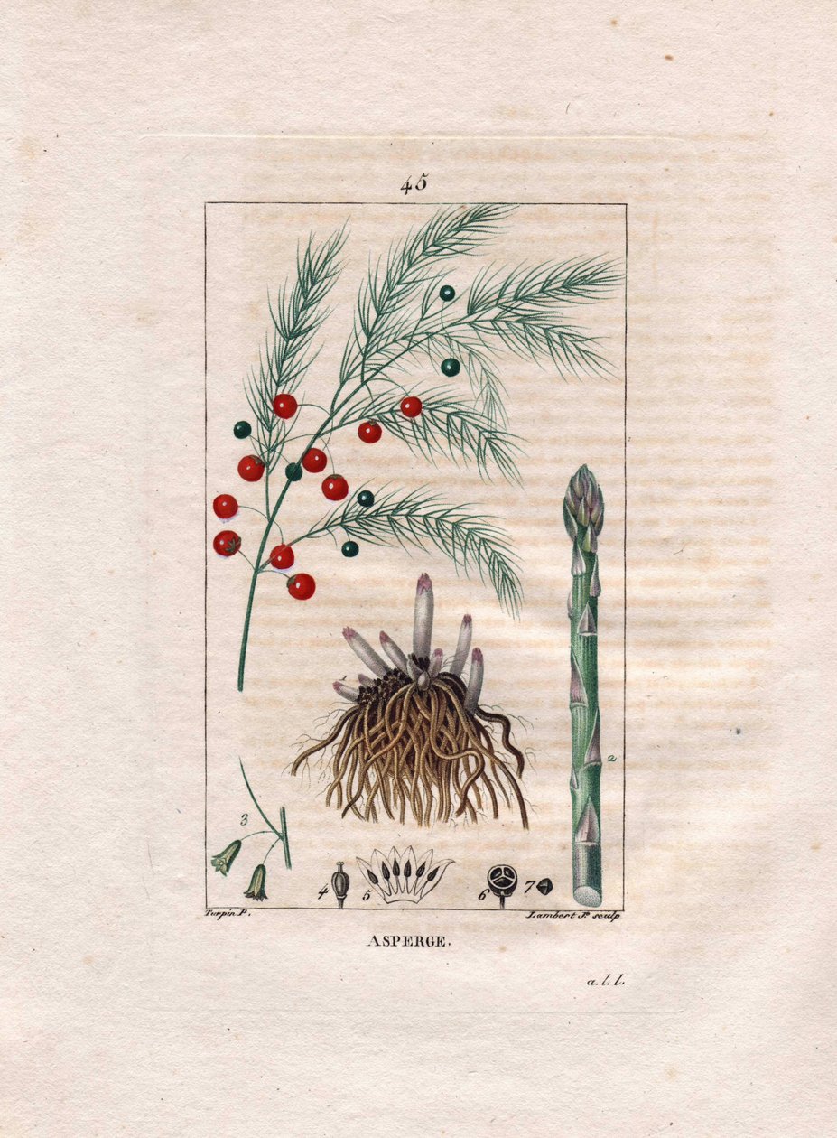 Botanie: asperge - Aspergewortel, bloem en vrucht, Asparagus officinalis door Pierre Jean Francois Turpin
