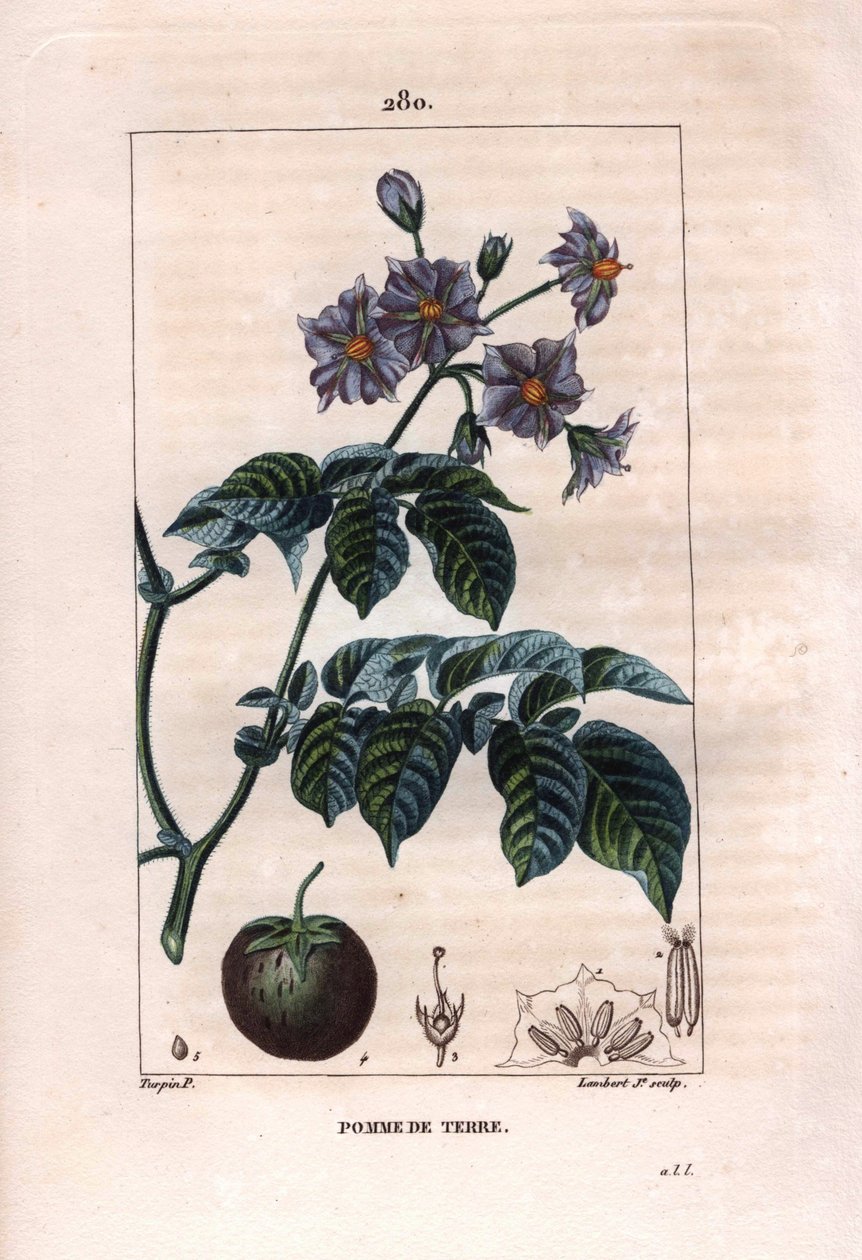 Botanie: aardappel - Aardappelplant, bloemen en fruit. Handgekleurde gravure door Lambert naar een tekening van Pierre Jean-Francois Turpin uit 