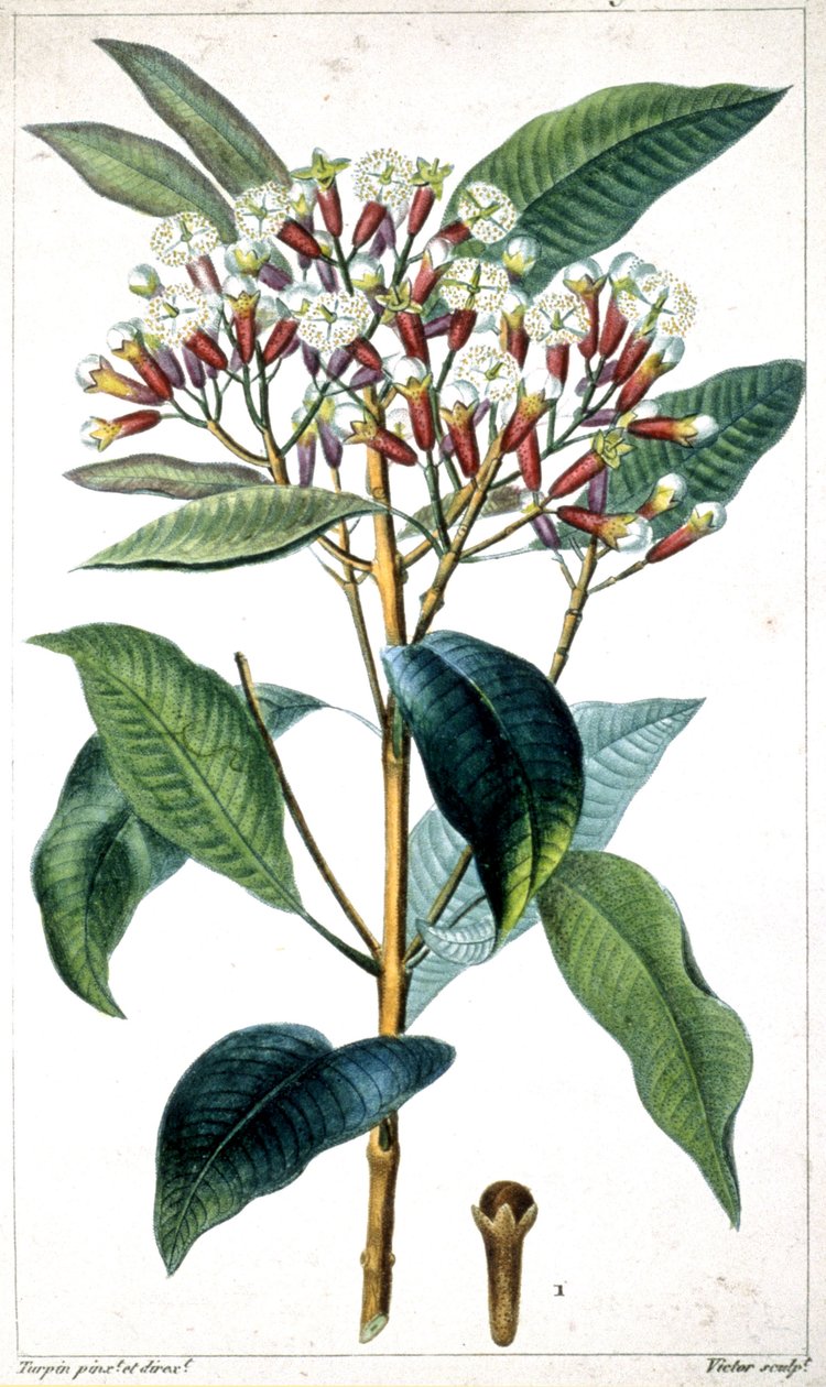 Kruidnagelboom en kruidnagel, midden 19e eeuw (lithografie) door Pierre Jean Francois Turpin