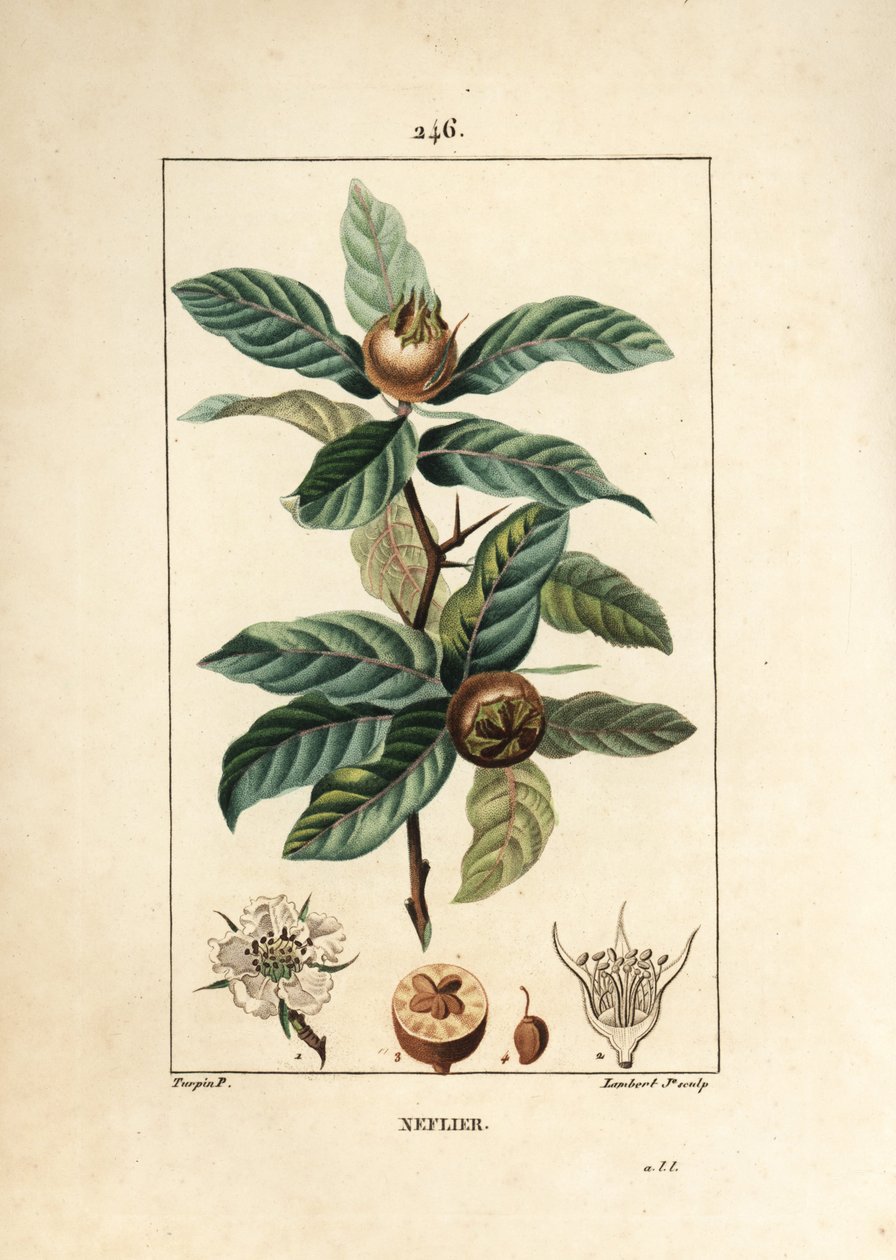 Gewone Neflier - Duitse mispel, Mespilus germanica, met blad, vrucht, zaad en bloem. Handgekleurde stipple kopergravure door Lambert Junior naar een tekening van Pierre Jean-Francois Turpin uit Chaumeton, Poiret en Chamberet