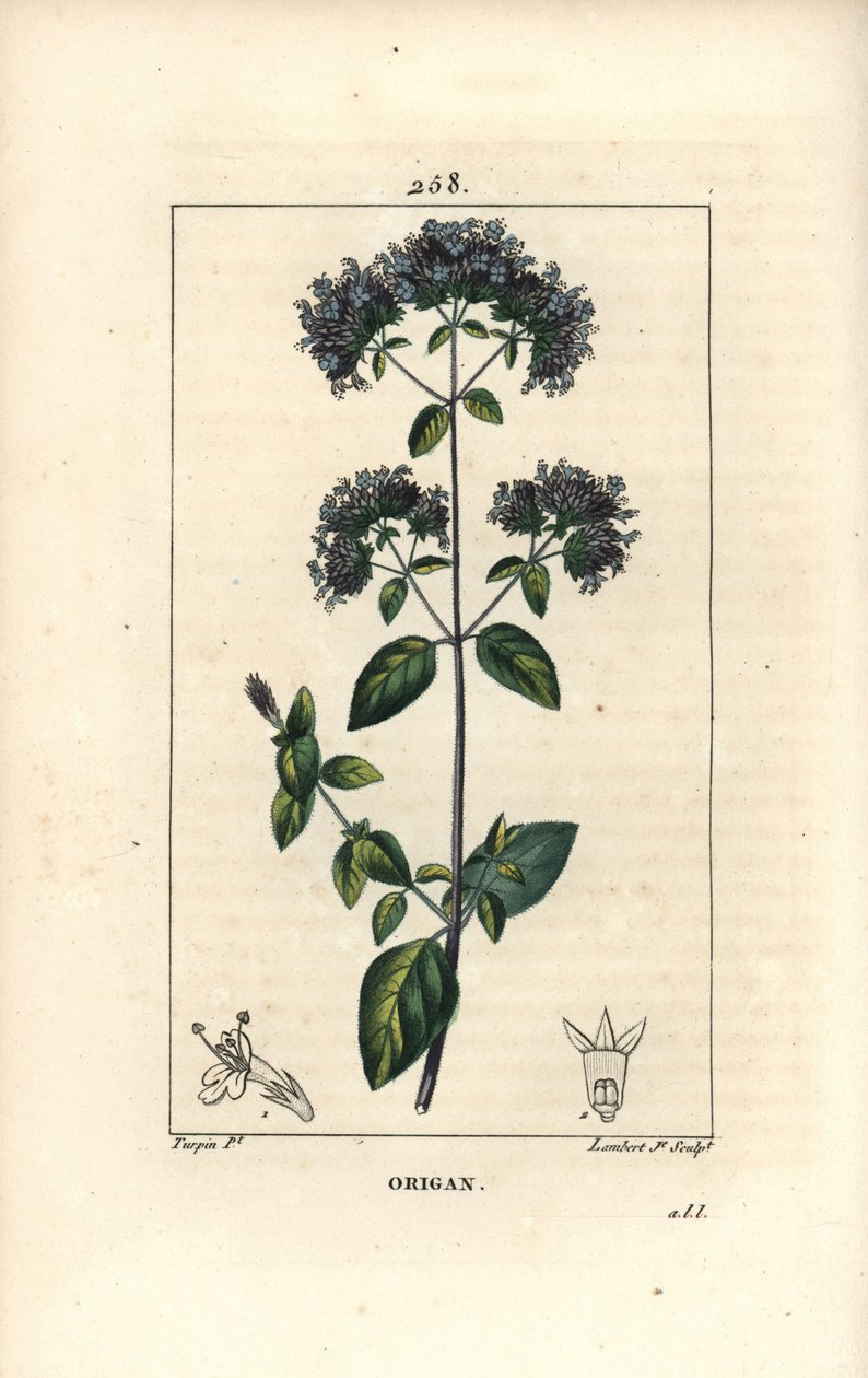 Gewone oregano, ook wel wilde marjolein genoemd, Origanum vulgare, met bloem, blad, stengel en zaad. Handgekleurde stipple kopergravure door Lambert Junior naar een tekening van Pierre Jean-Francois Turpin uit Chaumeton, Poiret en door Pierre Jean Francois Turpin