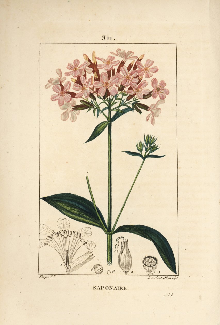 Gewone zeepkruid, Saponaria officinalis, met bloem, blad, stengel en zaad door Pierre Jean Francois Turpin