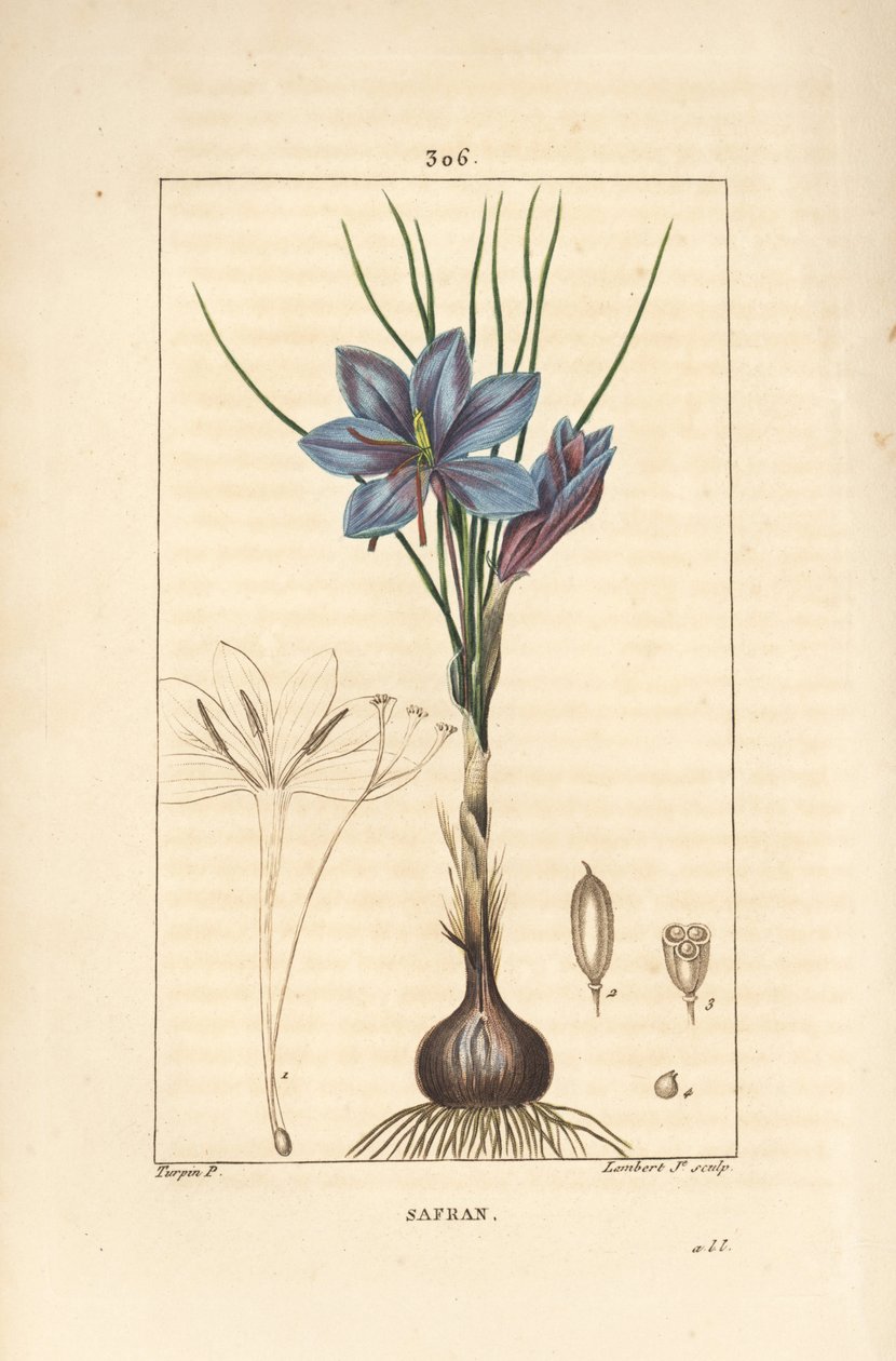 Krokus - Saffraankrokus, Crocus sativus, met bloem, blad, stengel, bol en stigma door Pierre Jean Francois Turpin