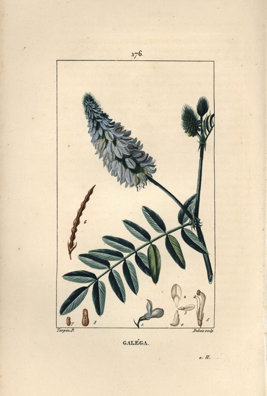 Galega, Galega officinalis, met bloem, blad en zaad door Pierre Jean Francois Turpin