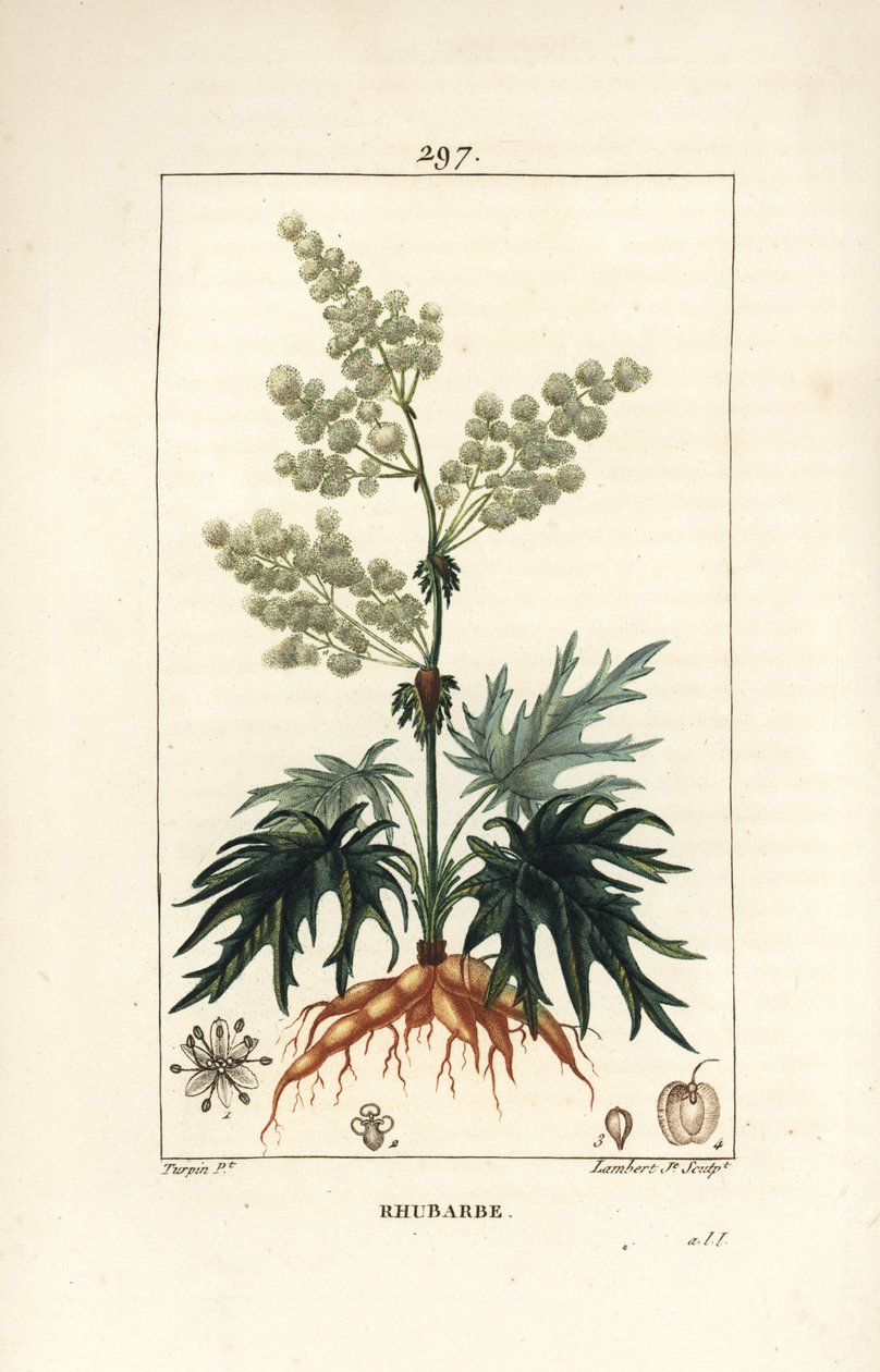 Tuinrabarber - Rabarber, Rheum rhabarbarum (Rheum palmatum), met bloem, steel, blad, zaad en wortel door Pierre Jean Francois Turpin