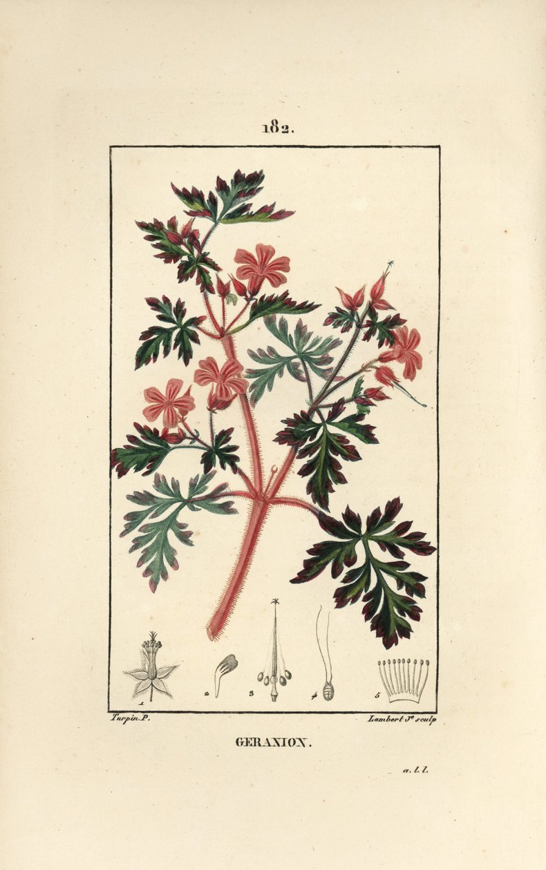 Geranium gras Robert door Pierre Jean Francois Turpin