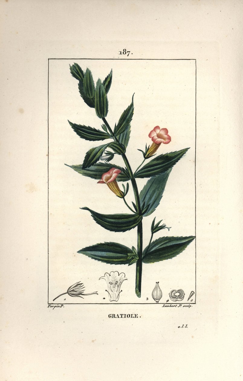 Gratiola officinalis, met bloem, blad en zaad door Pierre Jean Francois Turpin