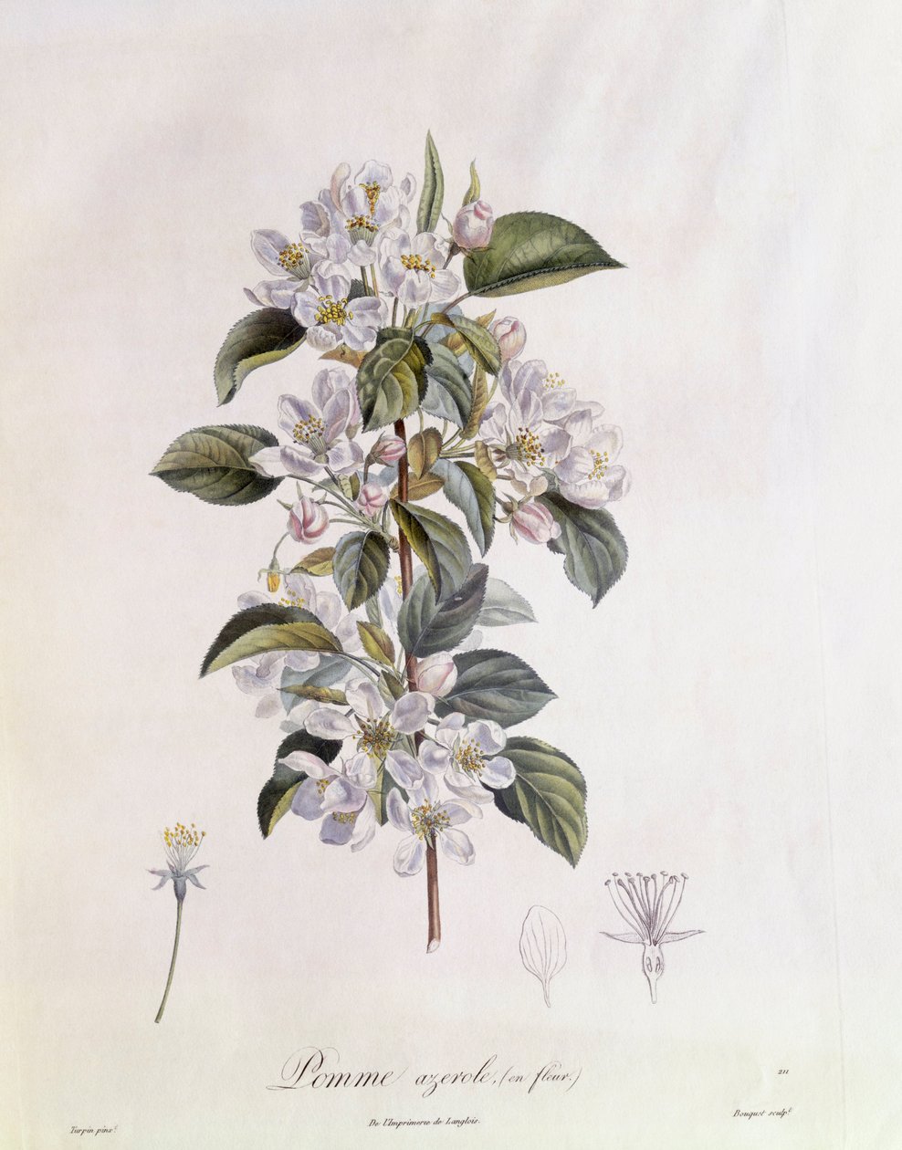 Meidoorn (Crataegus azarolus) bloem, botanische plaat door Pierre Jean Francois Turpin door Pierre Jean Francois Turpin