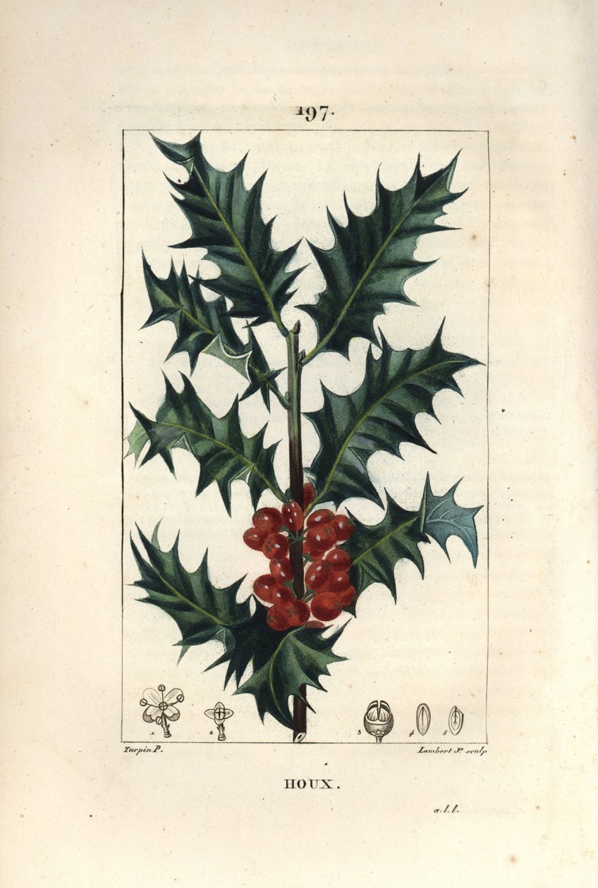 Hulst - Hulst, Ilex aquifolium, met stekelige bladeren en rode bessen. Handgekleurde stipple kopergravure door Lambert Junior naar een tekening van Pierre Jean-Francois Turpin uit Chaumeton, Poiret en Chamberet