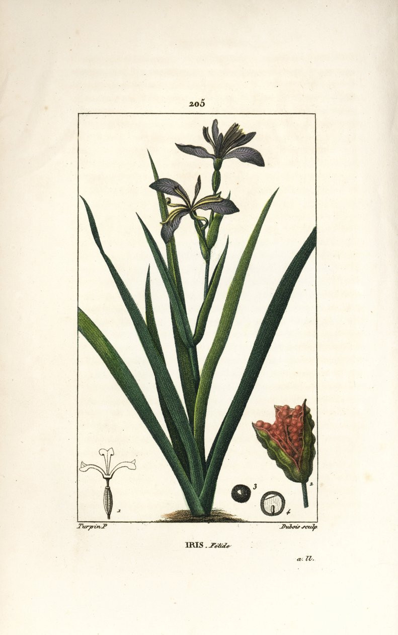 Stinkende iris - Stinkende iris, Iris foetida, met bloem, blad en zaaddoos. Handgekleurde stipple kopergravure door Dubois naar een tekening van Pierre Jean-Francois Turpin uit Chaumeton, Poiret en Chamberet