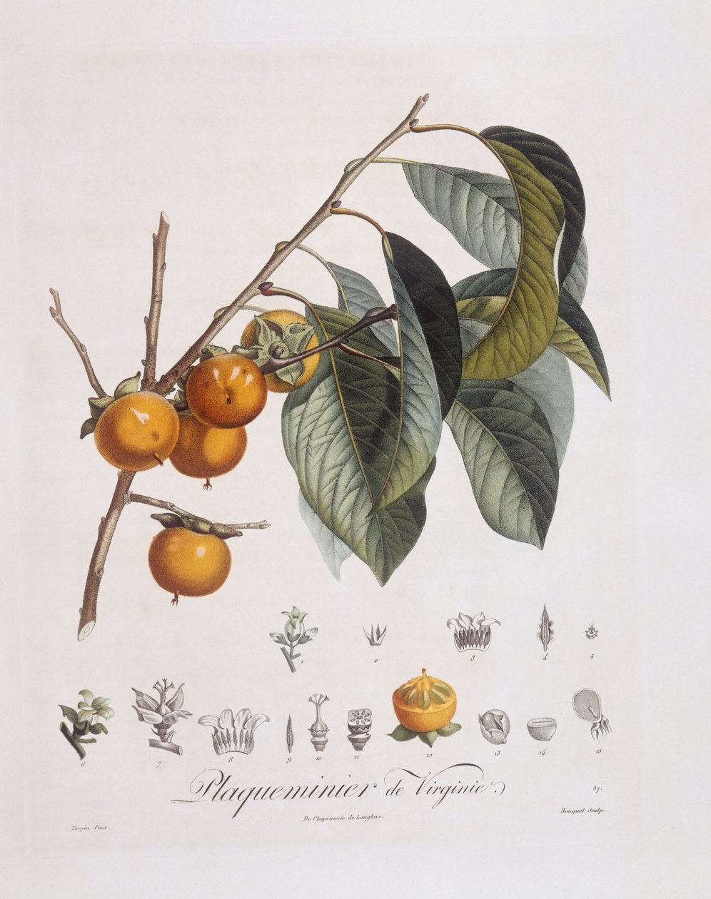 Japanse persimmon of kaki (Diospyros kaki), botanische plaat door Pierre Jean Francois Turpin door Pierre Jean Francois Turpin