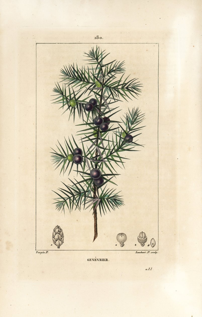 Jeneverbes, Juniperus vulgaris, met blad, bes en steel. Handgekleurde stipple kopergravure door Lambert Junior naar een tekening van Pierre Jean-Francois Turpin uit Chaumeton, Poiret en Chamberet