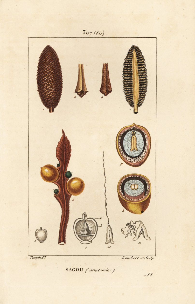 Grote tak of grote cycaszaden - Koning sago, Cycas circinalis, met zaad en doorsnede door Pierre Jean Francois Turpin