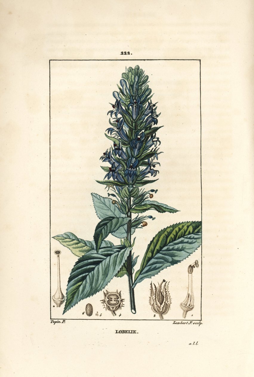 Grote lobelia door Pierre Jean Francois Turpin