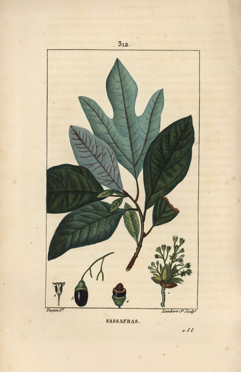 Laurier van de Iroquois - Witte sassafrasboom, Sassafras albidum, met bloem, blad, vrucht en zaad door Pierre Jean Francois Turpin
