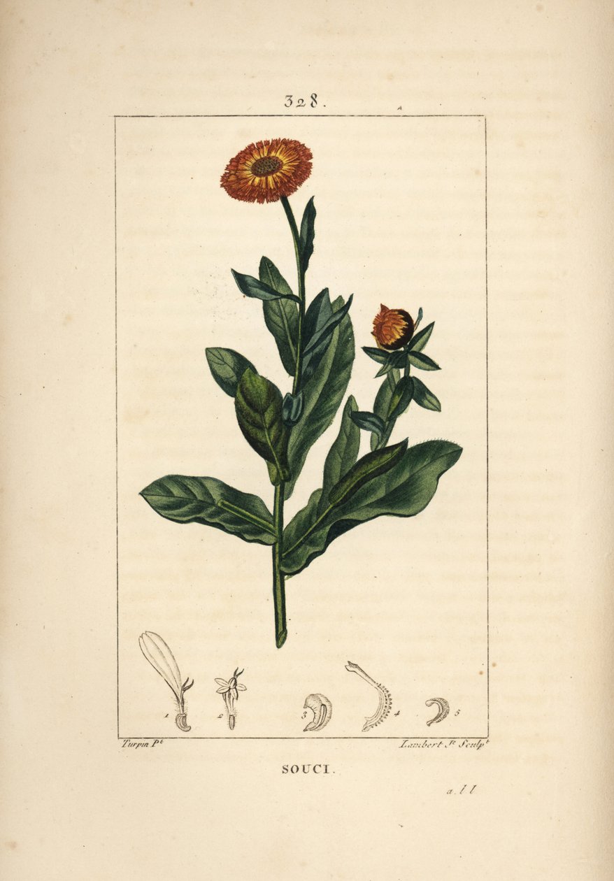 Goudsbloem, Calendula officinalis, met bloem, blad en stengel door Pierre Jean Francois Turpin