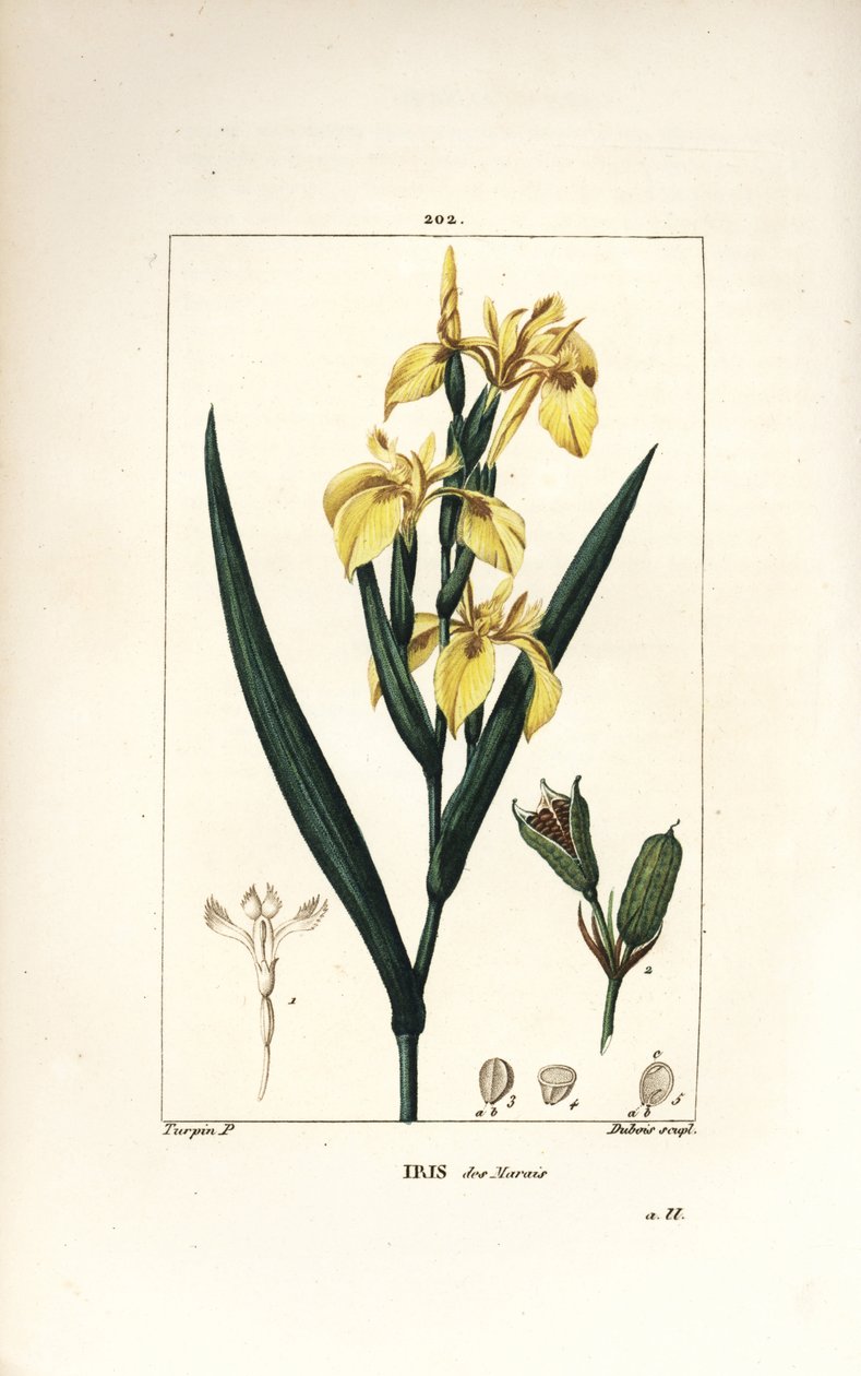 Moerasiris of Gele wateriris, Iris palustris lutea, met bloem, blad en zaaddoos door Pierre Jean Francois Turpin