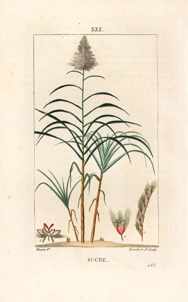 Edele rietsuiker door Pierre Jean Francois Turpin