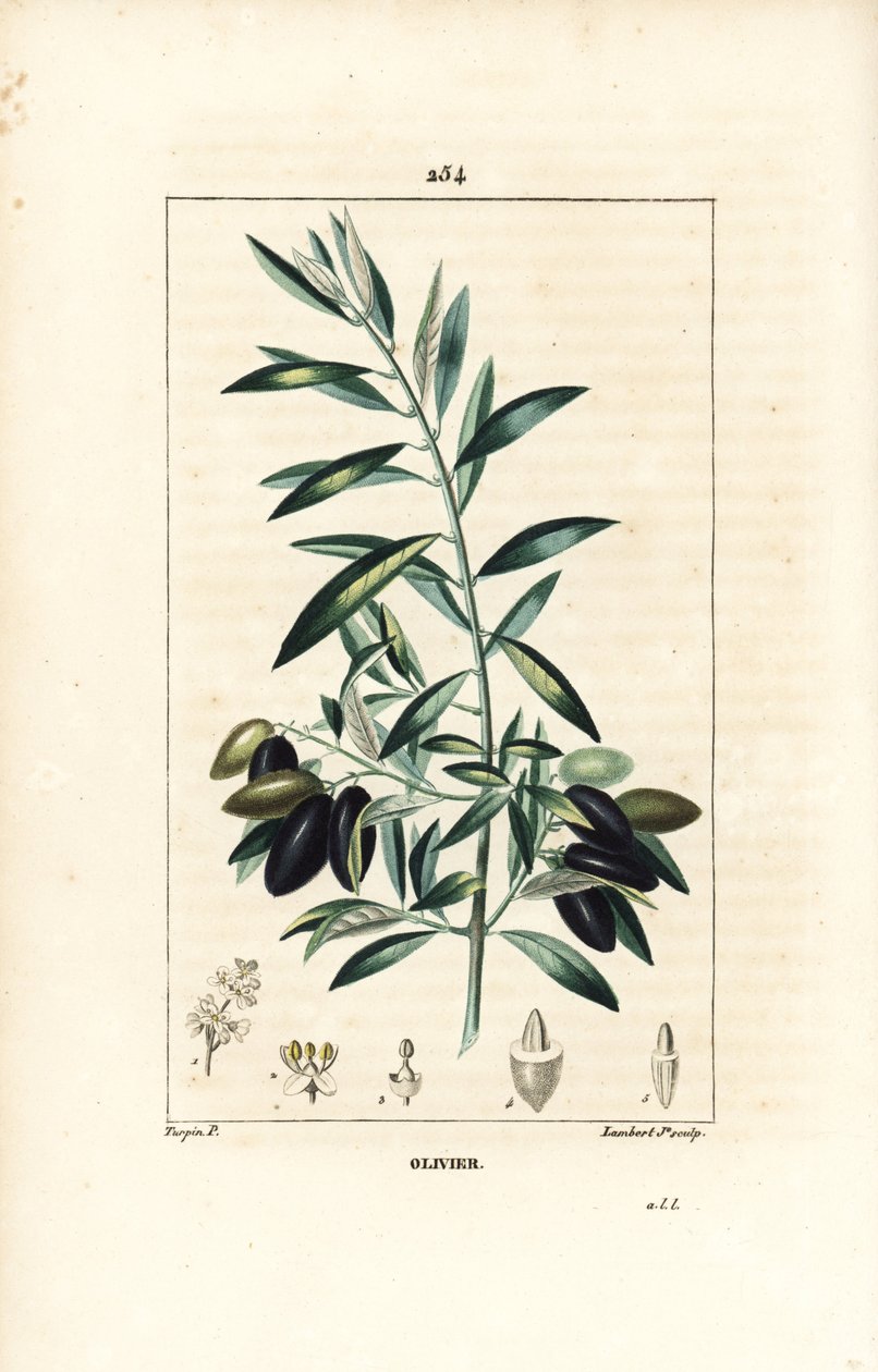 Olijfboom, Olea europaea, met blad, tak, vrucht en zaad. Handgekleurde stipple kopergravure door Lambert Junior naar een tekening van Pierre Jean-Francois Turpin uit Chaumeton, Poiret en Chamberet