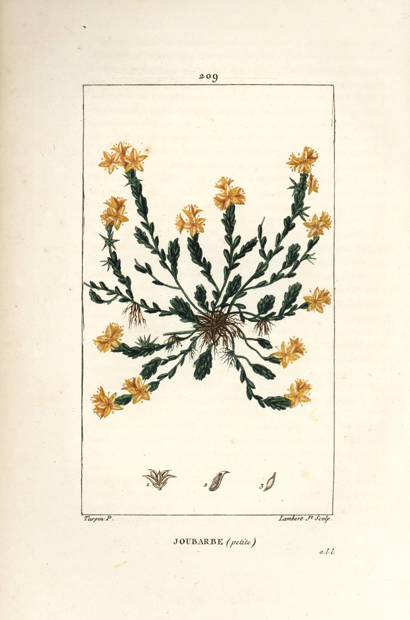 Orpin acre - Goudsedum, Sedum acre. Handgekleurde stipple kopergravure door Lambert Junior naar een tekening van Pierre Jean-Francois Turpin uit Chaumeton, Poiret en Chamberet