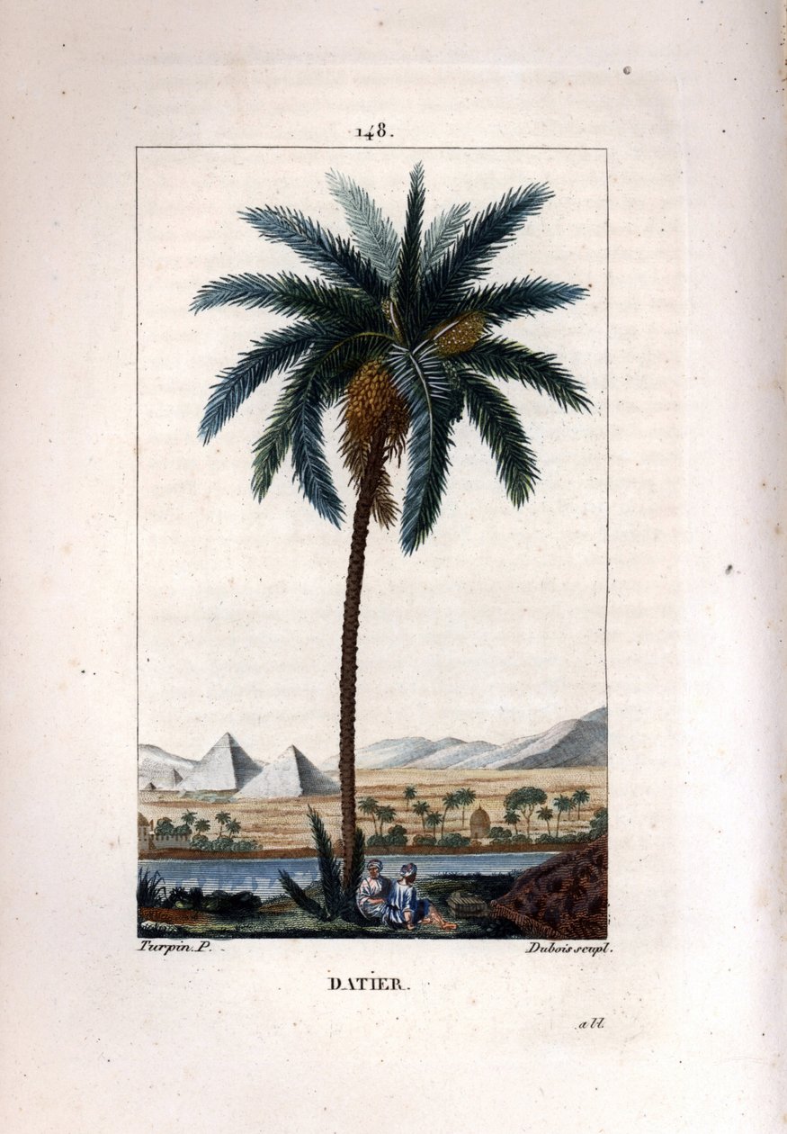 Dadelpalm, Phoenix dactylifera, met vrucht en bladeren tegen een landschap met piramides en rivier. Handgekleurde stipple kopergravure door Dubois naar een tekening van Pierre Jean-Francois Turpin uit Chaumeton, Poiret et Chamberet