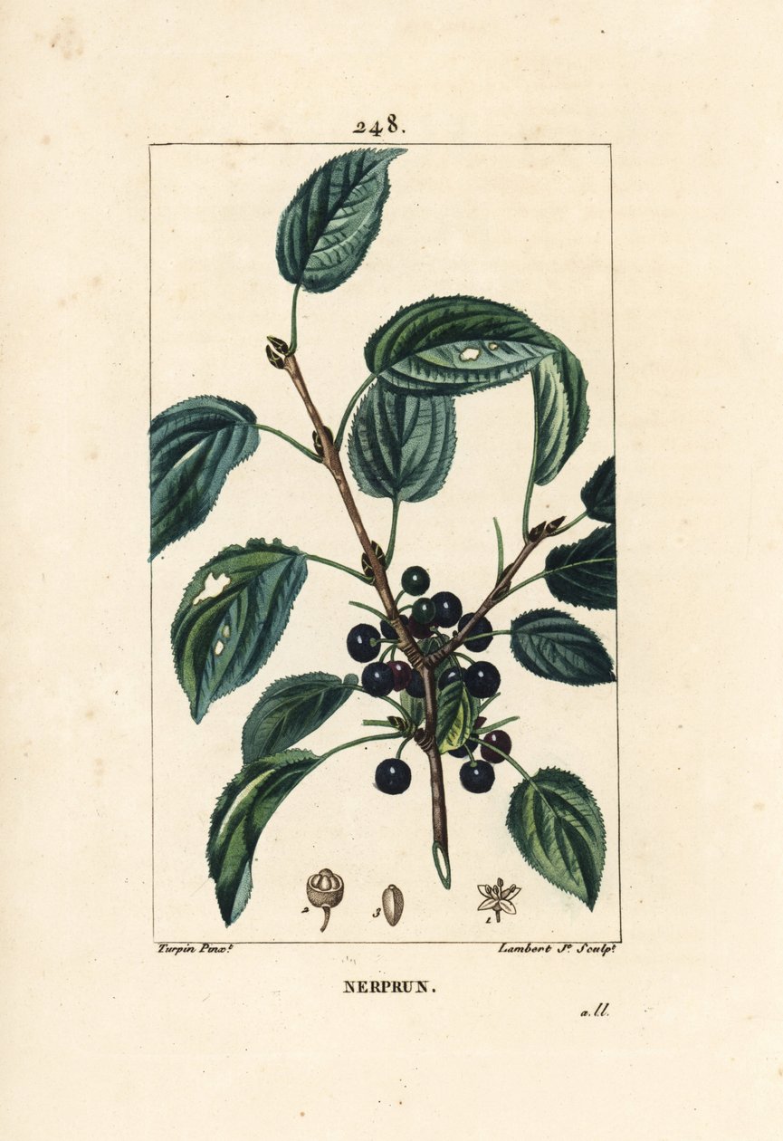 Purgatieve wegedoorn, Rhamnus cathartica, met bloem, blad en zaad door Pierre Jean Francois Turpin