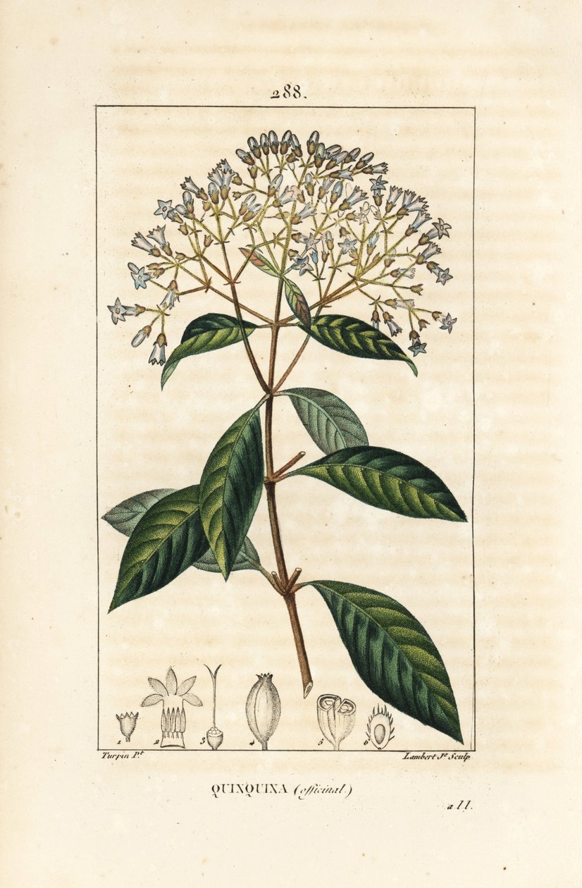 Kinaboom - Kinine of Peruaanse schorsboom, Cinchona officinalis, met bloem, tak, blad en zaad door Pierre Jean Francois Turpin