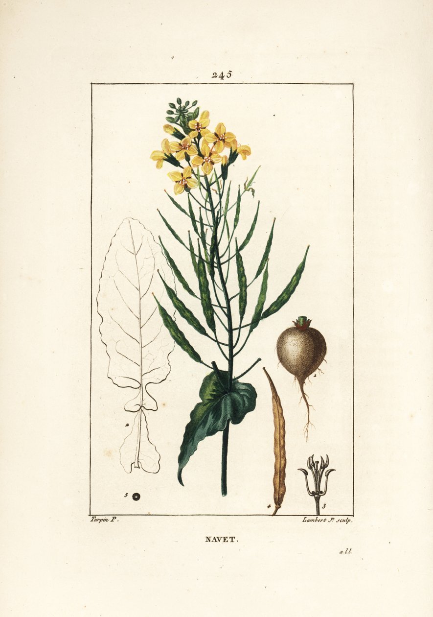 Koolzaad of oliezaad, Brassica napus, met blad, bloem en wortel. Handgekleurde stipple kopergravure door Lambert Junior naar een tekening van Pierre Jean-Francois Turpin uit Chaumeton, Poiret en Chamberet