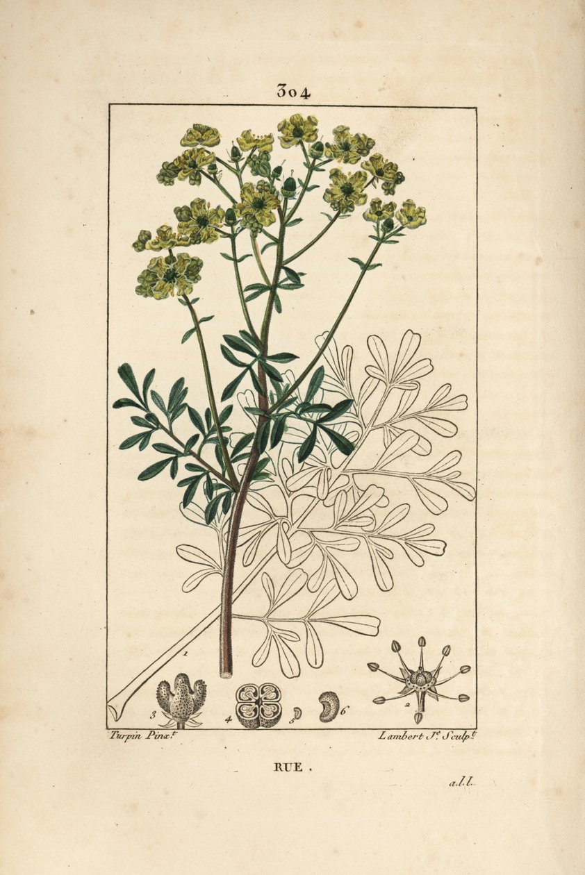 Rue des jardins of Rue fétide - Rue of kruid der genade, Ruta graveolens, met bloem, blad, stengel, zaad en omtrek. Handgekleurde stipple kopergravure door Lambert Junior naar een tekening van Pierre Jean-François Turpin uit Chaumeton, Poiret en Cham door Pierre Jean Francois Turpin
