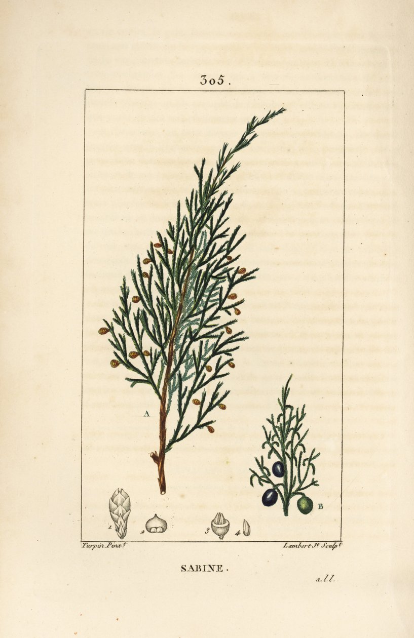 Sabijnse jeneverbes, Juniperus sabina, met bes, blad, stengel en zaad door Pierre Jean Francois Turpin