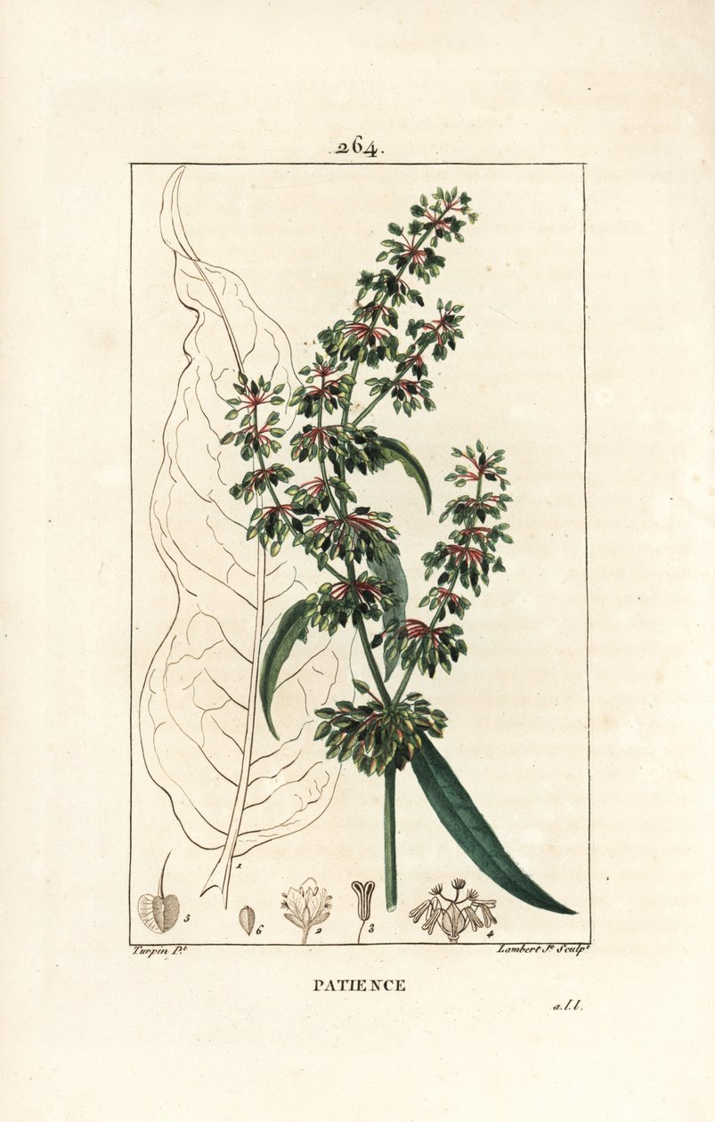 Patience dock, Rumex patientia, met bloem, stengel, bladeren, zaad en bladsilhouet. Handgekleurde stipple kopergravure door Lambert Junior naar een tekening van Pierre Jean-Francois Turpin uit Chaumeton, Poiret en door Pierre Jean Francois Turpin