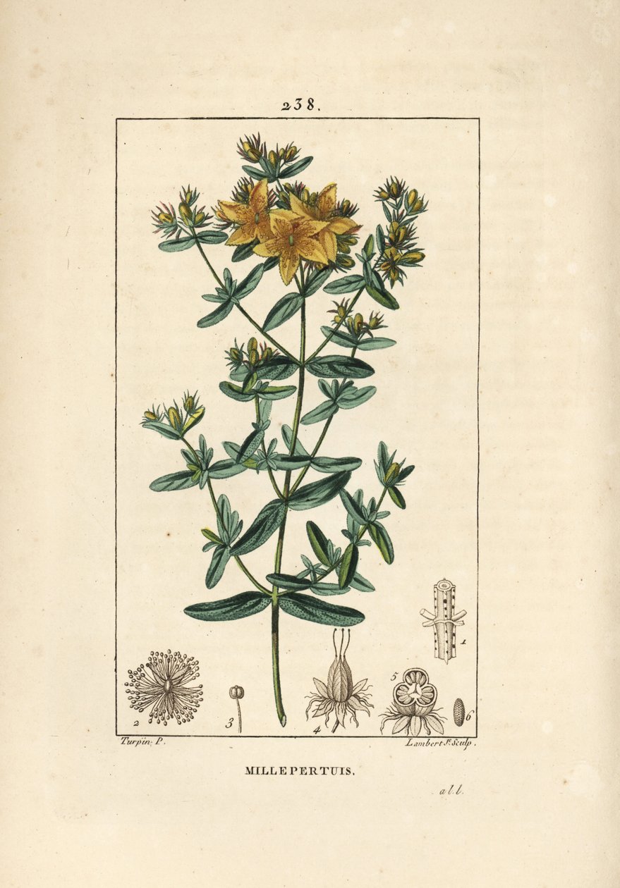 Sint-Janskruid, Sint-Janskruid of Sint-Janskruid officinal - Geperforeerd Sint-Janskruid, Hypericum perforatum. Handgekleurde stipple kopergravure door Lambert Junior naar een tekening van Pierre Jean-Francois Turpin uit Chaumeton, Poiret en Chambere door Pierre Jean Francois Turpin