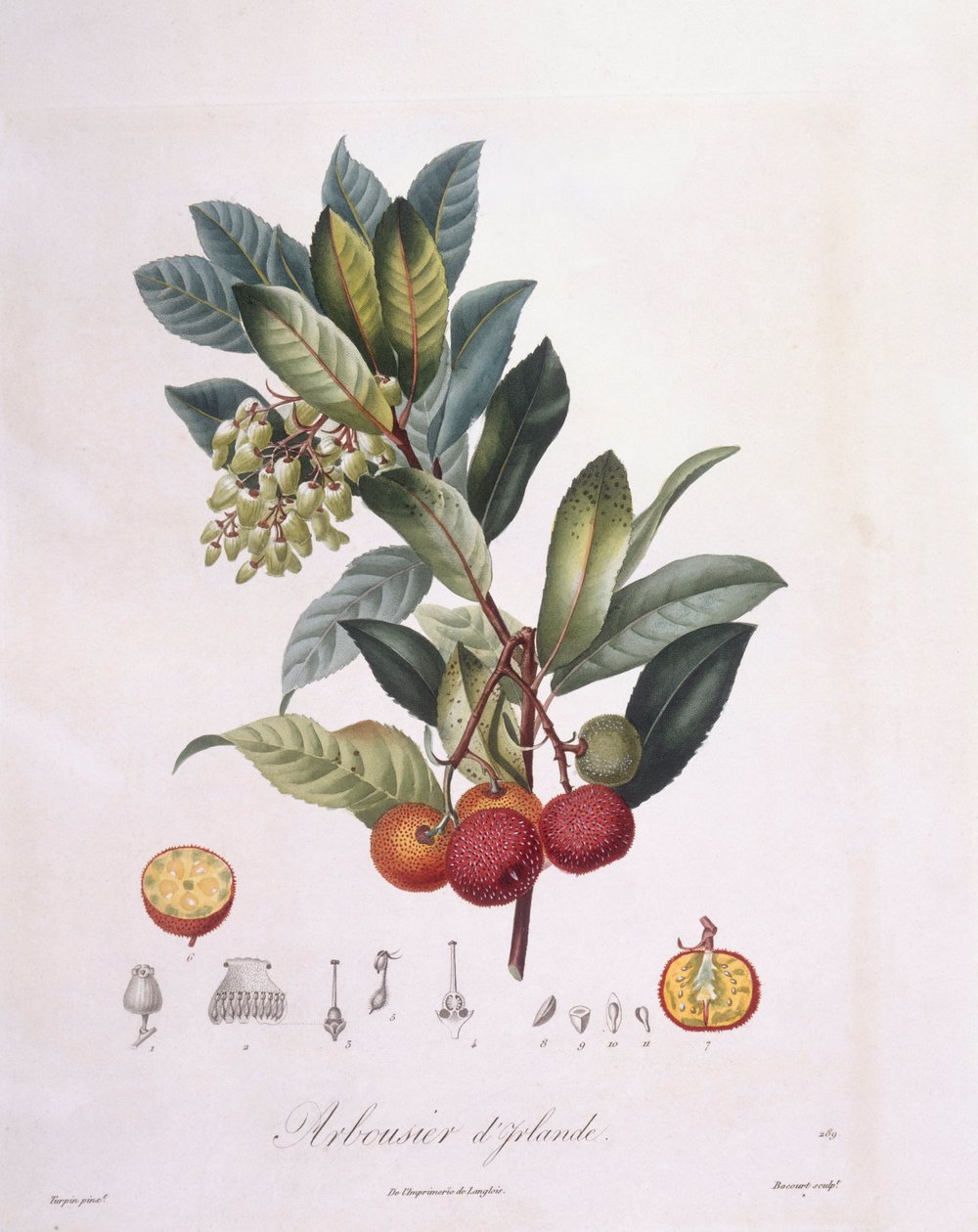 Aardbeiboom (Arbutus unedo), botanische plaat door Pierre Jean Francois Turpin door Pierre Jean Francois Turpin