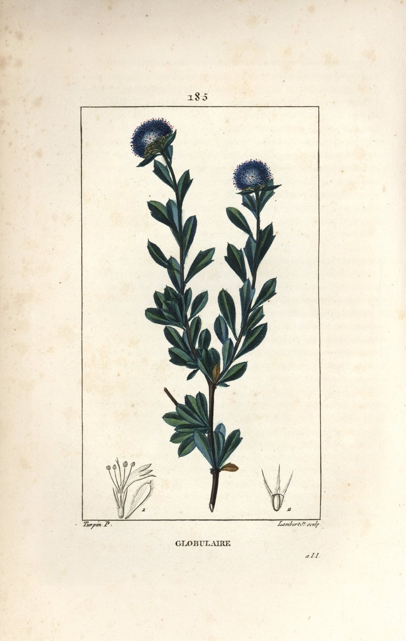 Variëteit van bolvormige - Driebladige globularia, Globularia fruticosa. Handgekleurde stipple kopergravure door Lambert Junior naar een tekening van Pierre Jean-Francois Turpin uit Chaumeton, Poiret en Chamberet