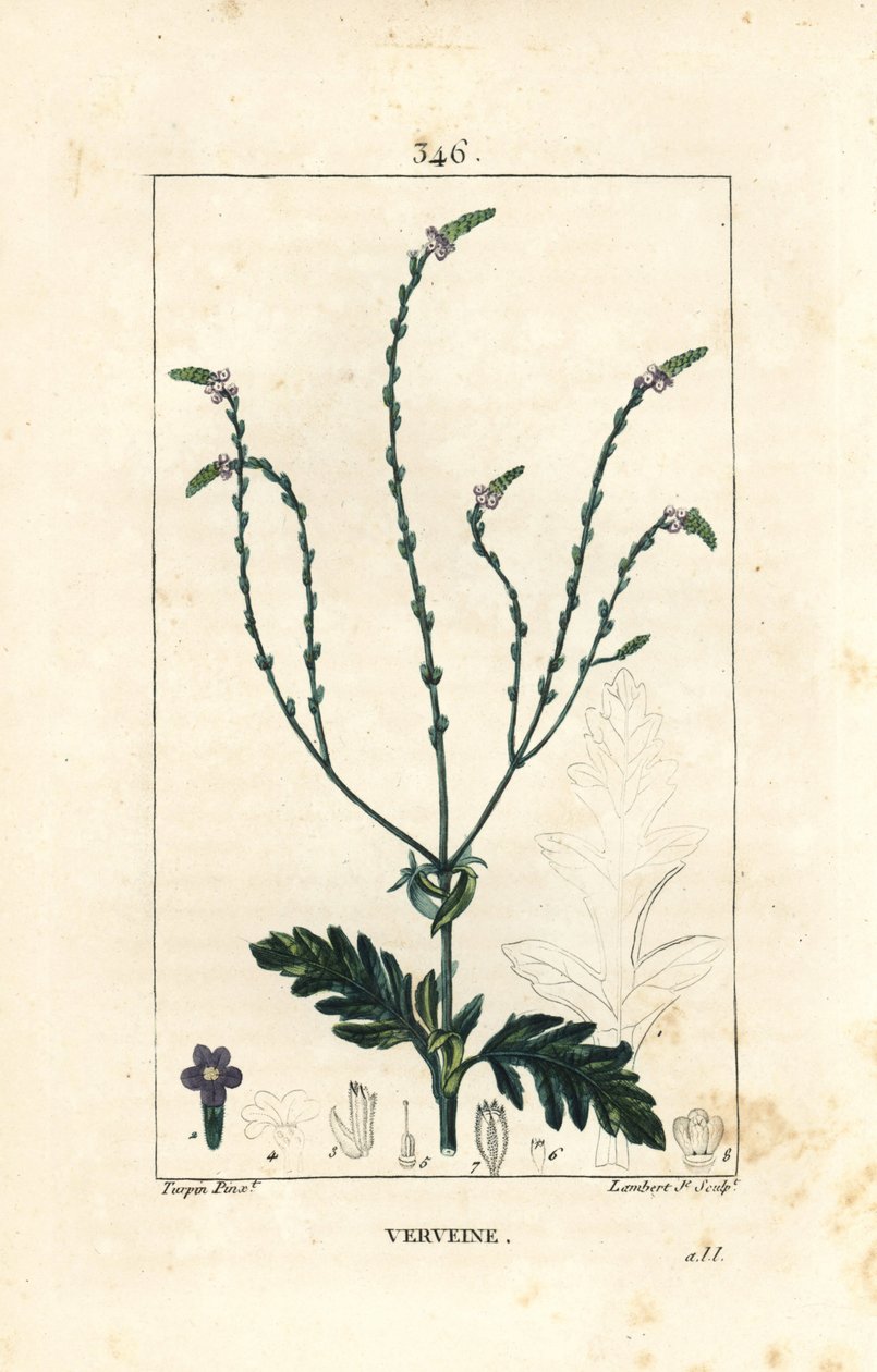 IJzerhard of Heilig Kruiskruid, Venus