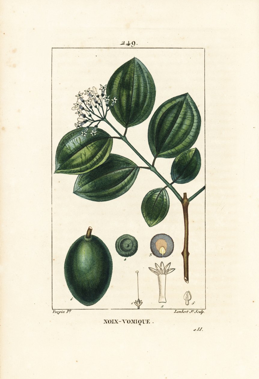 Strychnineboom of gifnoot, Strychnos nux-vomica, met vrucht, zaad, blad en bloem. Handgekleurde stipple kopergravure door Lambert Junior naar een tekening van Pierre Jean-Francois Turpin uit Chaumeton, Poiret en Chamberet