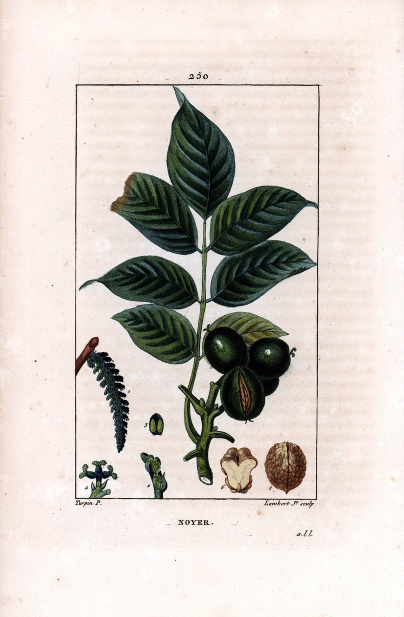 Walnoottak met noten - Walnotenboom, Juglans regia, met tak, bladeren, rijpe vrucht, noot in schil en in doorsnede. Handgekleurde stipple kopergravure door Lambert Junior naar een tekening van Pierre Jean-Francois Turpin uit Chaumeton, Poiret et Chamber door Pierre Jean Francois Turpin