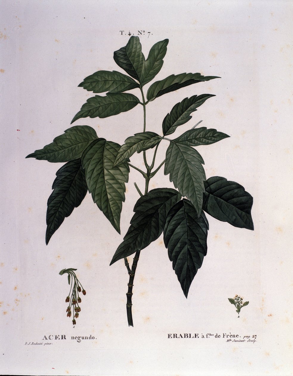 Botanisch: Esdoorn tak. Plaat uit "Nouveau Duhamel du Monceau of Treats Treats Trees and Shrubs Cultivated in France" Aquarel door Pierre Joseph Redoute (1759-1840) 1819 door Pierre Joseph (after) Redoute