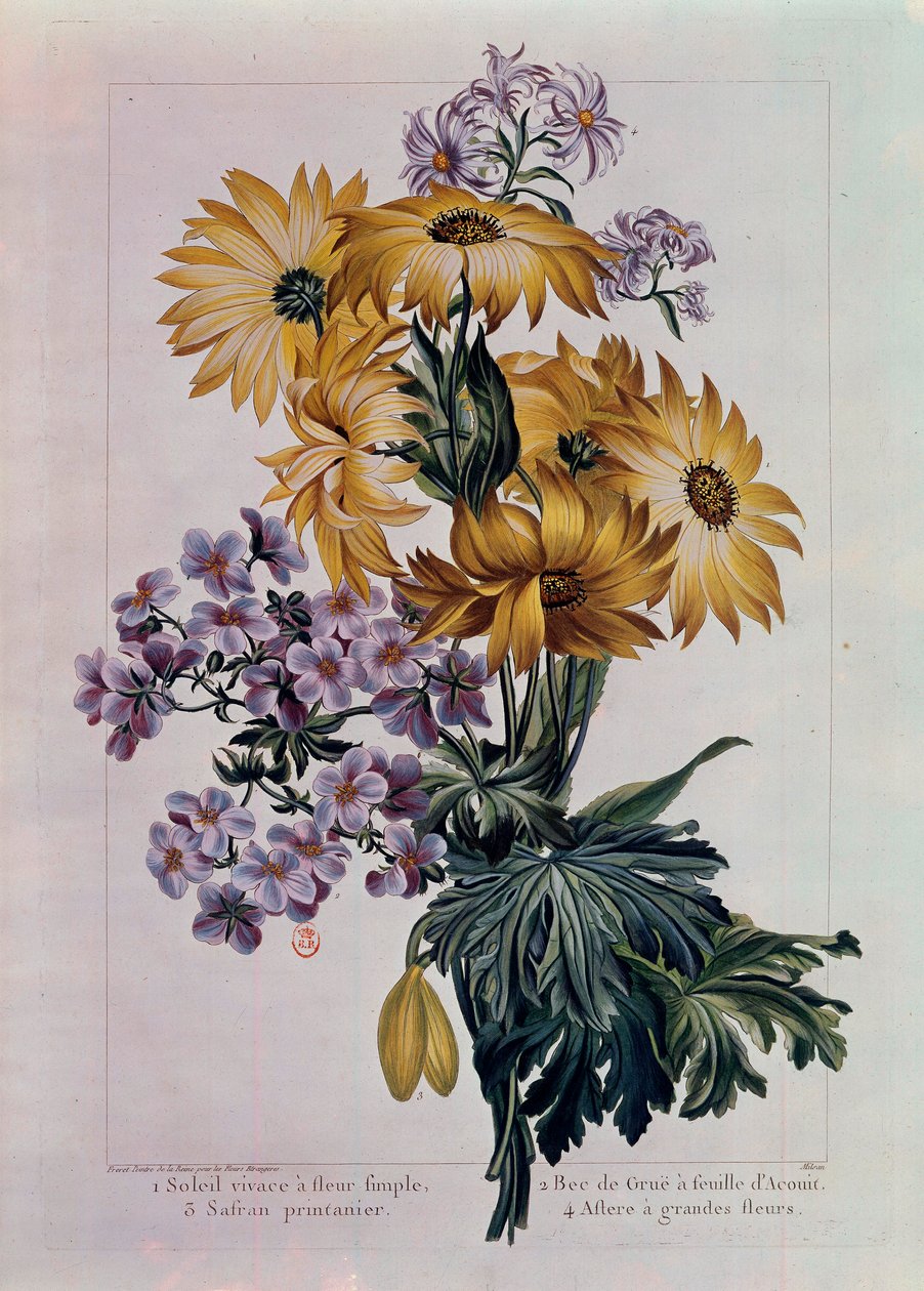 Boeket van zonnebloemen en andere bloemen. Vaste zon met enkele bloem, kraanvogelbek met acanthusblad en aster met grote bloemen. Lithografie door Pierre Joseph (1731-1807) door Pierre Joseph Buchoz