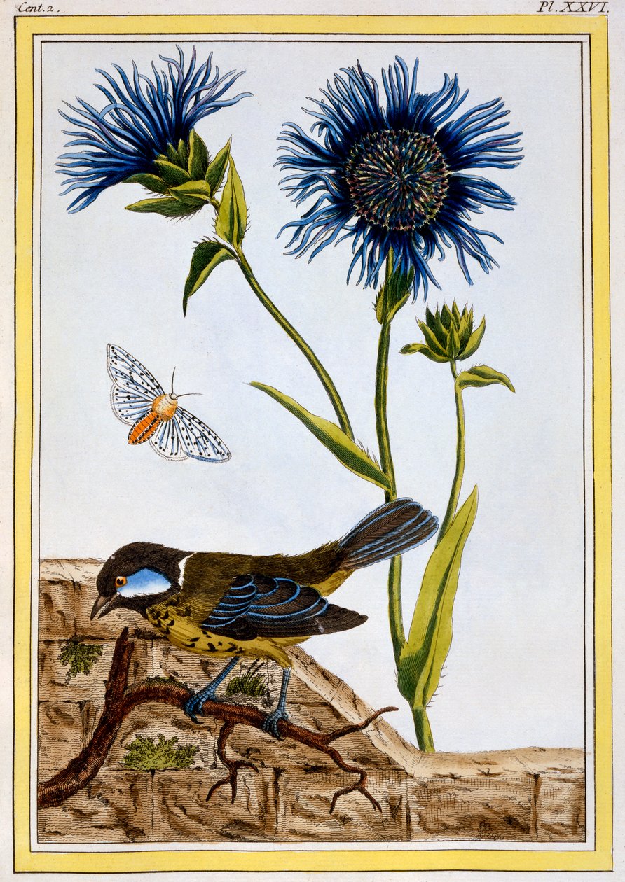 Korenbloem, uitgegeven 1776 door Pierre Joseph Buchoz