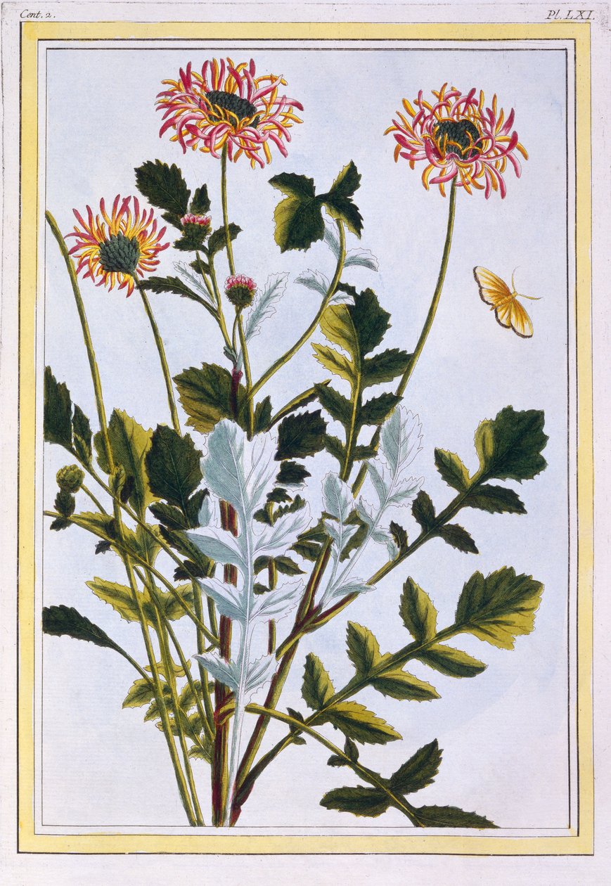 Ethiopische Arcotis (Afrikaanse Lelie) door Pierre Joseph Buchoz