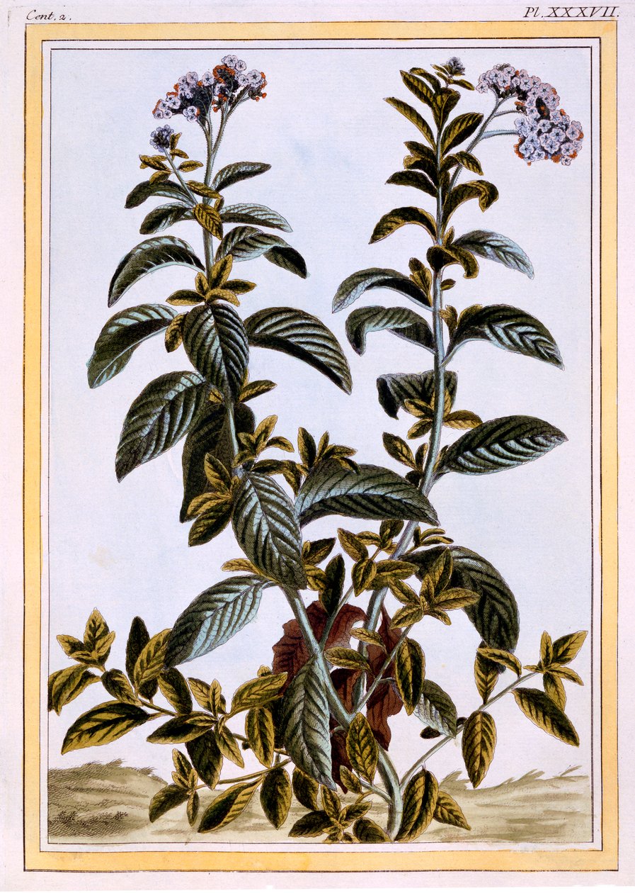 Heliotroop of kersenbloesem door Pierre Joseph Buchoz