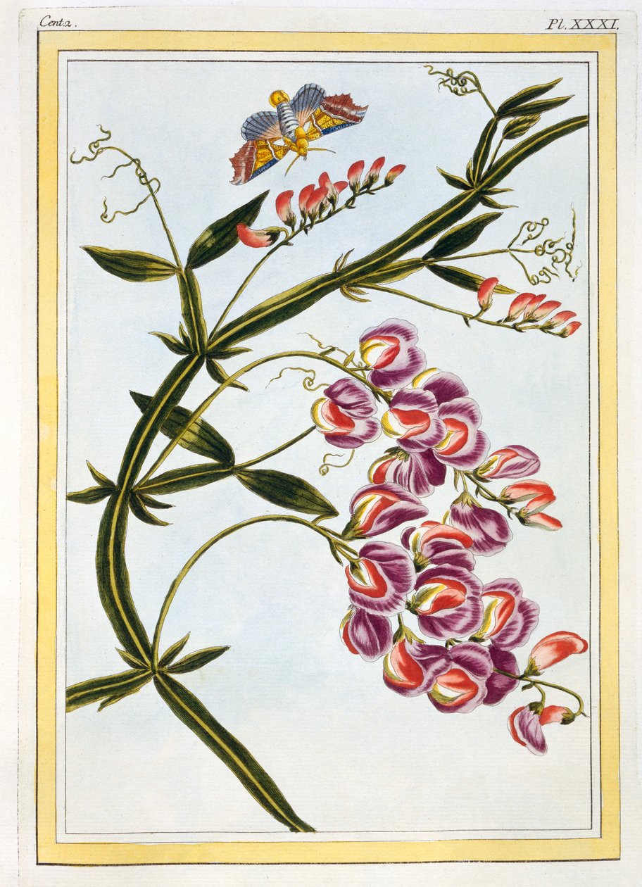 Le Grand Lathyre Everlasting Sweet Pea, pub. 1776 door Pierre Joseph Buchoz