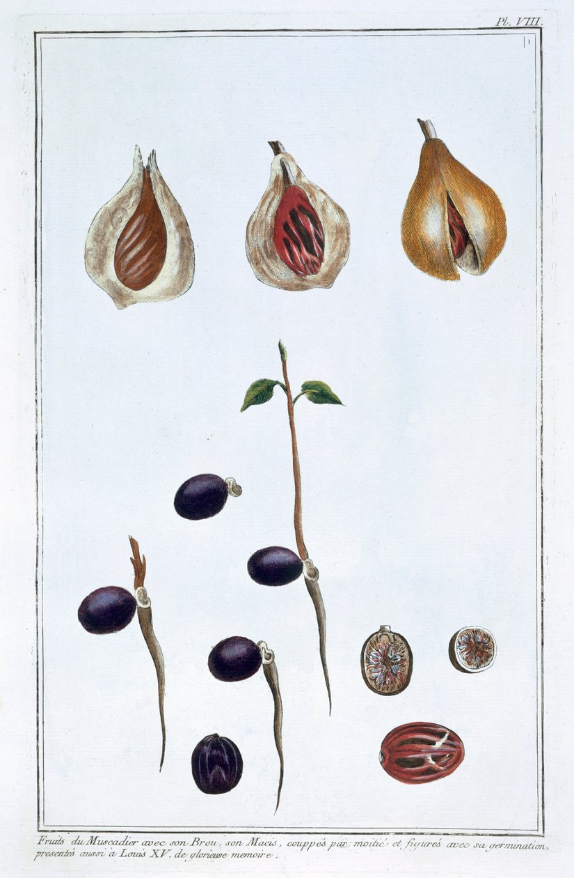 Nootmuskaat, ca. 1751-1807 door Pierre Joseph Buchoz