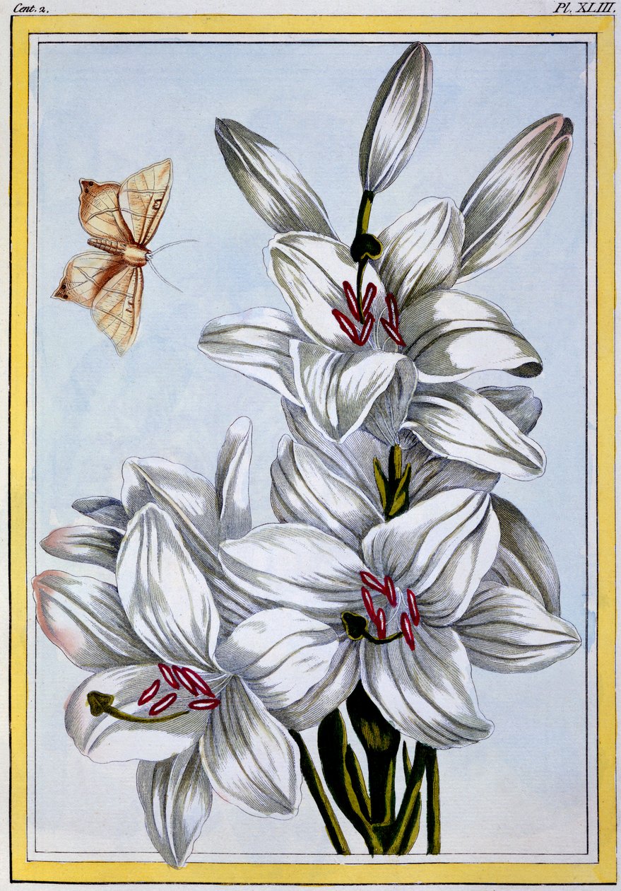 De Grote Witte Lelie door Pierre-Joseph Buchoz