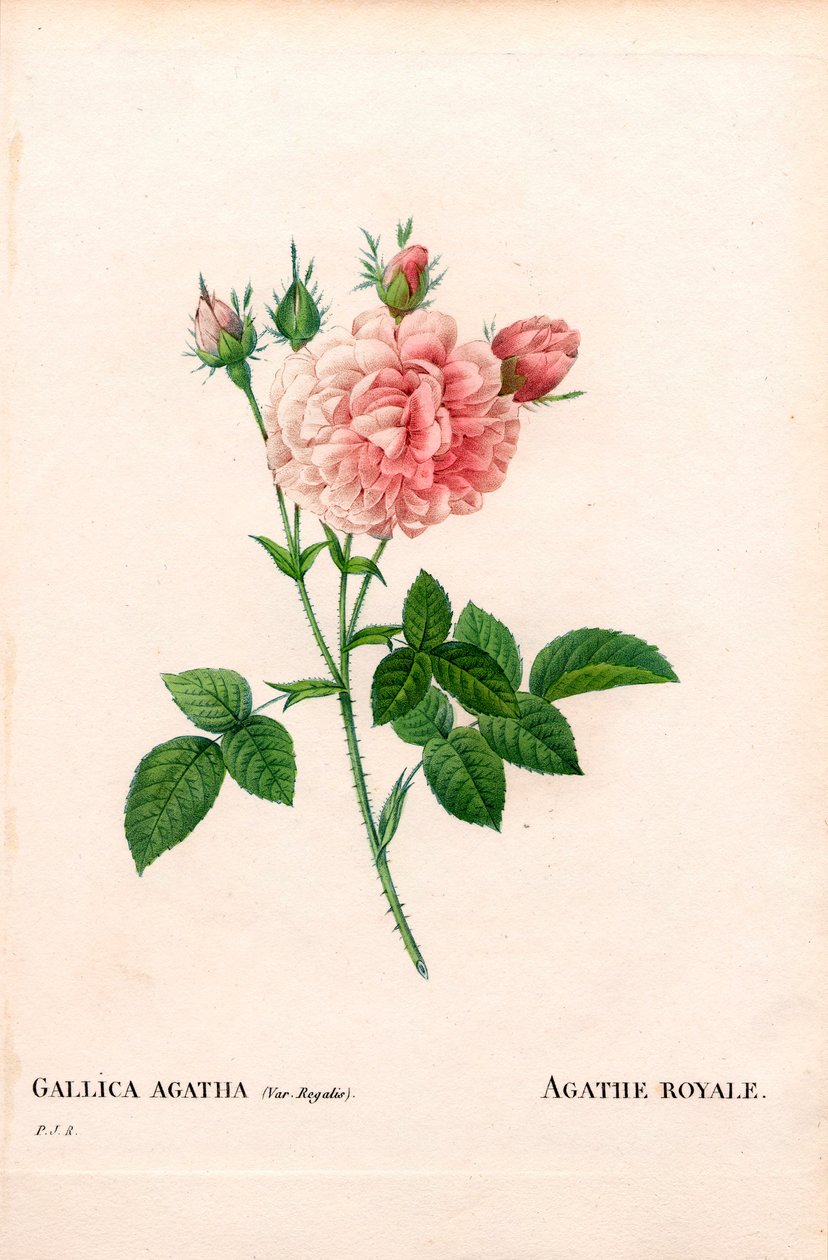 Agathe Royale roos, Rosa gallica variëteit door Pierre Joseph Redouté
