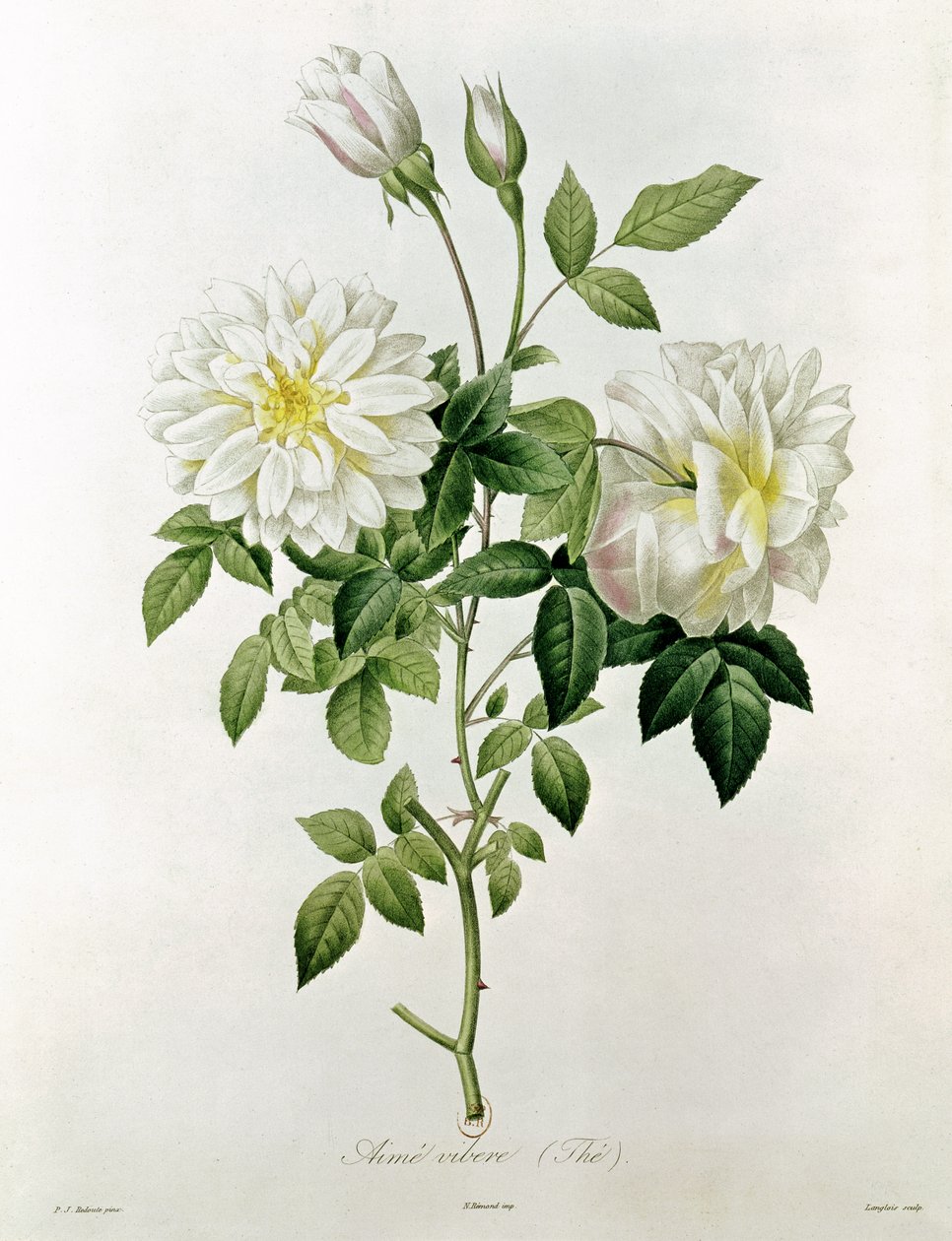 Aime Vibere (Thee) gegraveerd door Eustache Hyacinthe Langlois (1777-1837) door Pierre Joseph Redouté