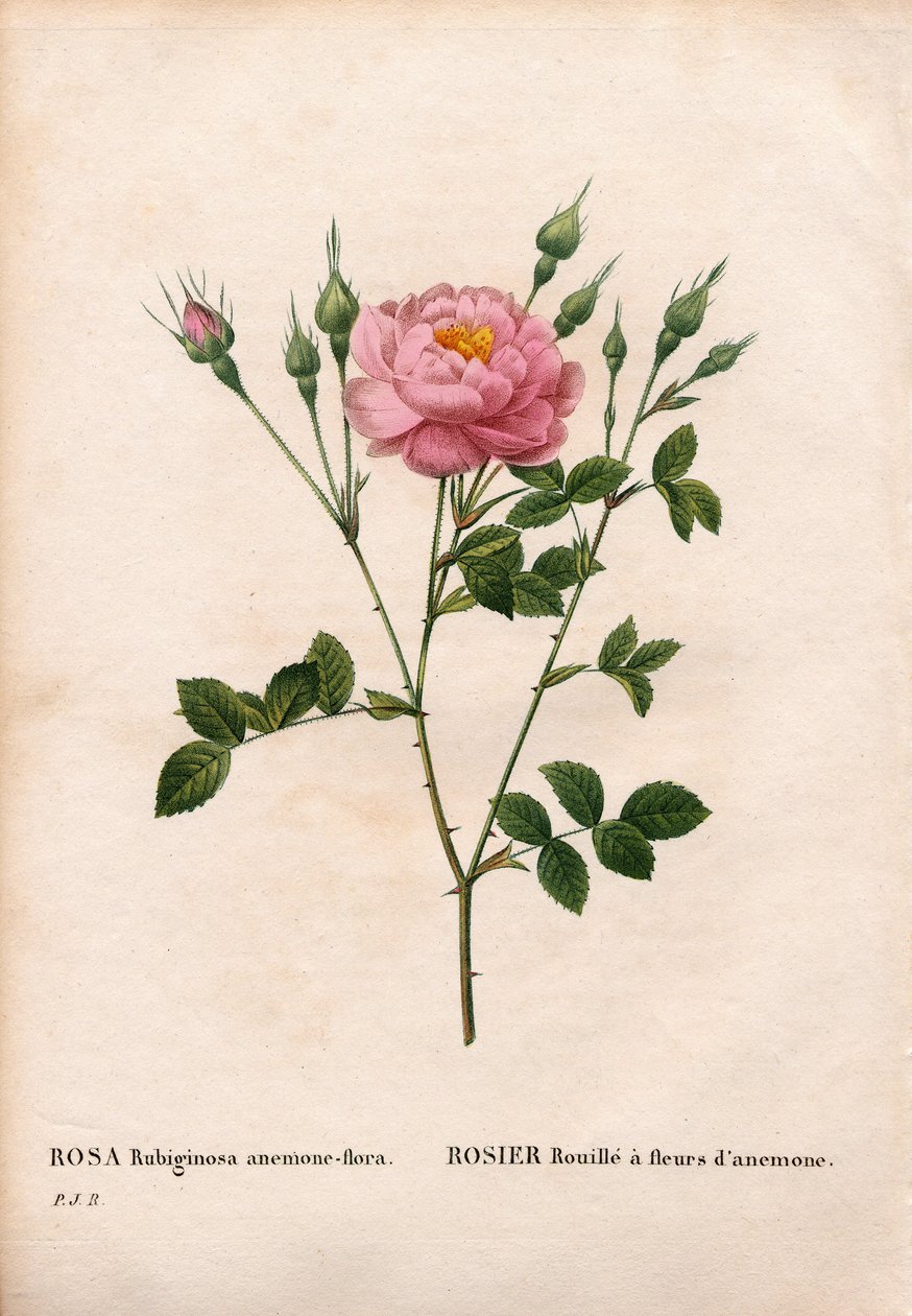 Anemoonbloemige hondsroos, Rosa rubiginosa variëteit, Rozenroest met anemoonbloemen. Handgekleurde stipple kopergravure uit Pierre Joseph Redoute