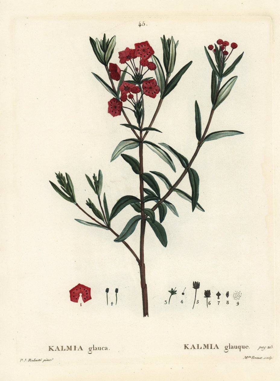 Moeraslaurier door Pierre Joseph Redouté